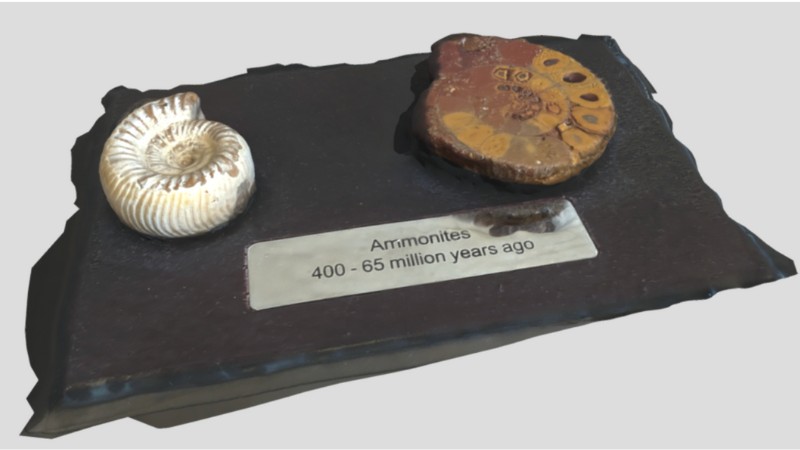 KIRI Engine 3D scan of ammonite fossils.