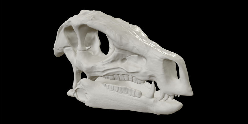 3D Printed Dinosaur Skull