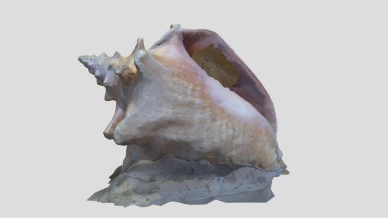 3D scanned shell using KIRI Engine