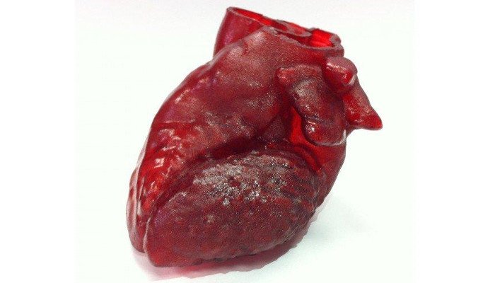 3d printed organs heart replica